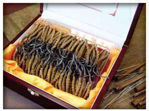 虎林冬虫夏草回收